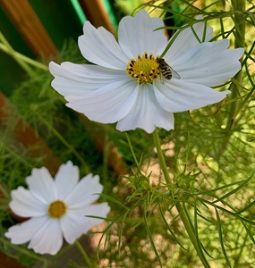 Flower IMG 4106