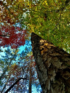 Towering Trees