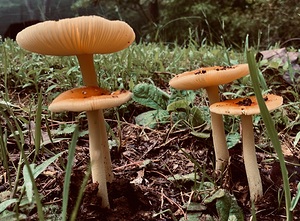 Mushrooms IMG 7992