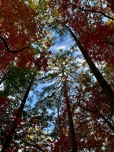 fall Trees 2 