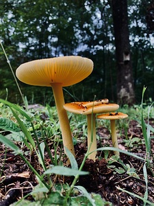 Mushroom IMG 7993