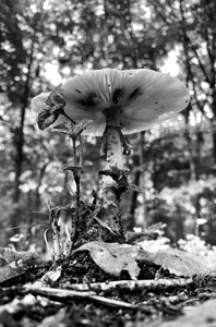 Mushroom IMG 8017