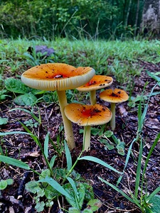 Mushroom IMG 7994