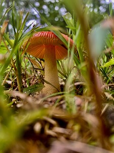Hidden Garden Mushroom