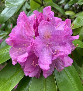 Rhododendron flower 2