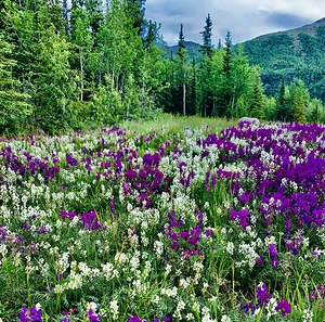 Flower Patch Denali NP IMG 0779