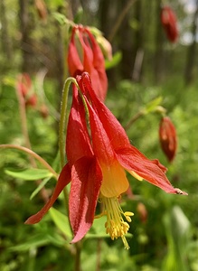 Red Columbine