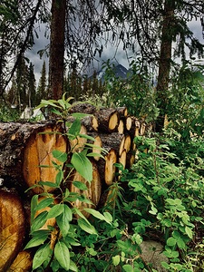Cut Timber IMG 0786