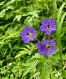 Flowers IMG 1162