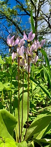Flower Tower