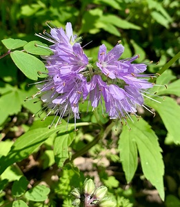 Spike Flower Purple