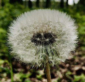 Dandelion White Seeds
