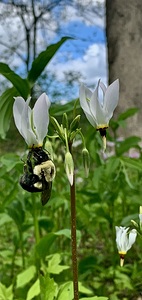 Hanging Bee