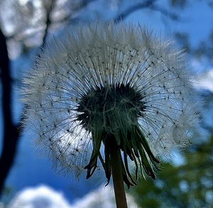 DANDELION WHITE SEEDS 2