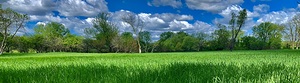 Grassland