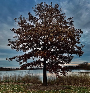 Glowing Tree
