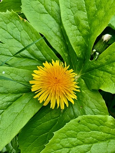 DANDELION Solo