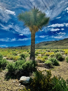 Desert Tree NV IMG 5294