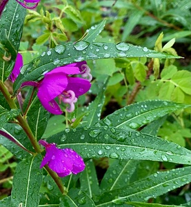 Flowers IMG 1979