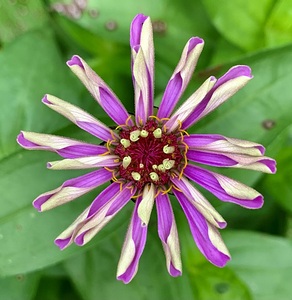 Purple Curl IMG 7513