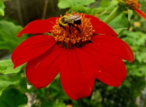 Red Flower IMG 7505