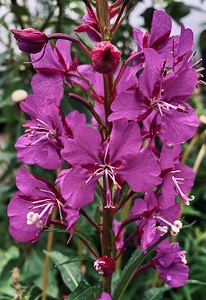Flowers IMG 1980