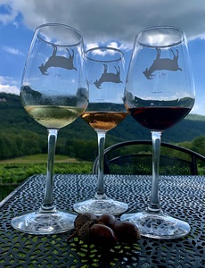 Vineyard IMG 8545