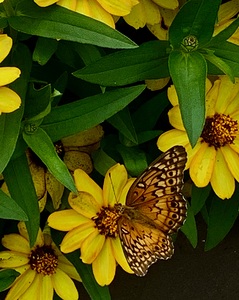 Butterfly Flower IMG 7496