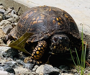 Turtle IMG 8661