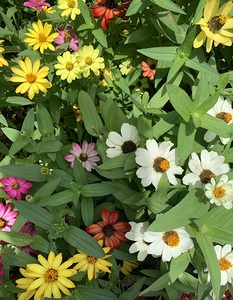 Flowers IMG 7402