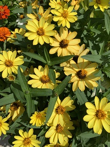 Yellow Daisy IMG 7405