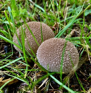 Mushroom IMG 7980