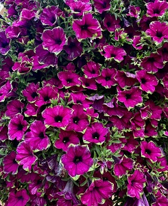 Flowers IMG 1993