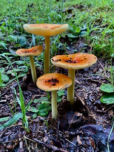 Mushroom IMG 7989