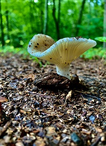 Mushroom IMG 8010
