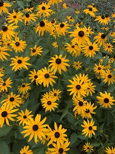 Black-eyed Susan IMG 7571