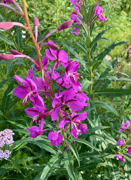 Flowers IMG 2510 by Scott Pientka
