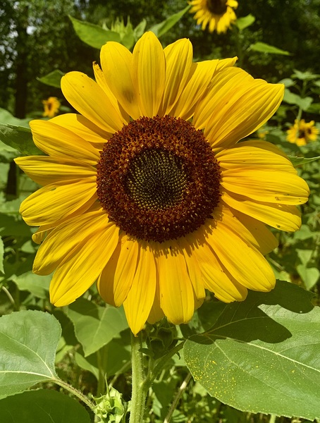 Sunflower IMG 7186 Digital Download