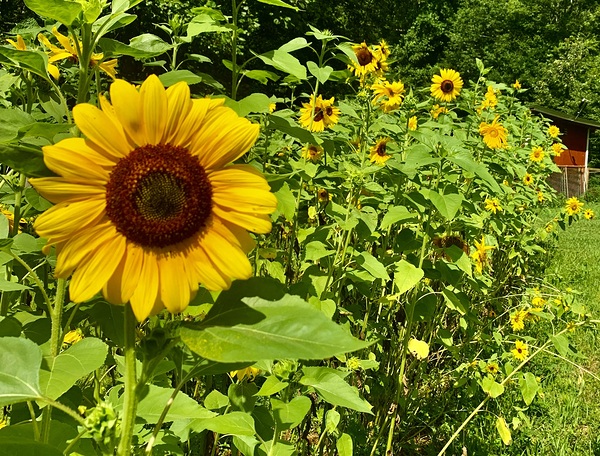 Sunflower IMG 7187 Digital Download