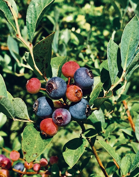 Blueberries IMG 7168 by Scott Pientka