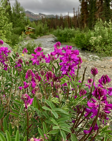 Creekside Flowers IMG 0741 by Scott Pientka