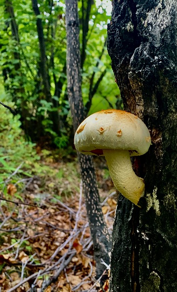 Mushroom Tree IMG 4371 by Scott Pientka