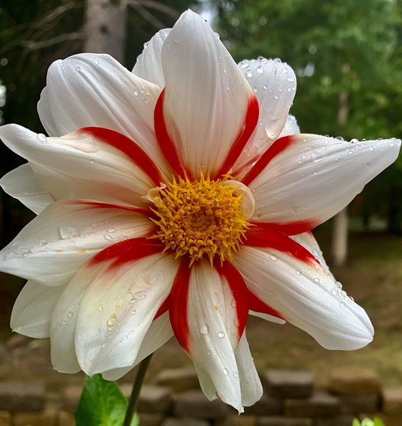 Flower IMG 4485 by Scott Pientka
