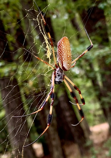 Congaree National Park Spider by Scott Pientka