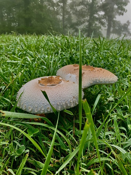 Mushroom IMG 8089 by Scott Pientka
