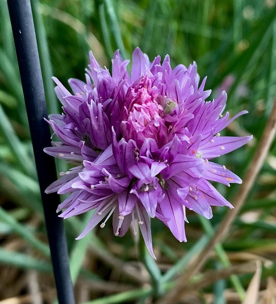 Purple Chive Flower Digital Download