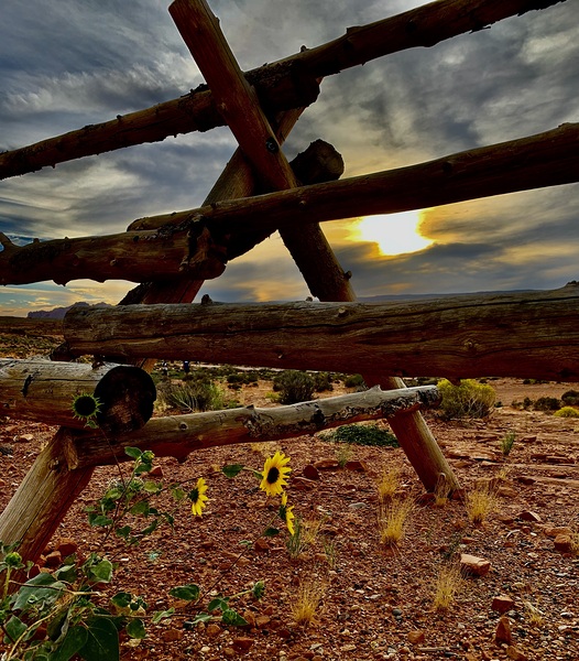 Desert Flower & Fence by Scott Pientka