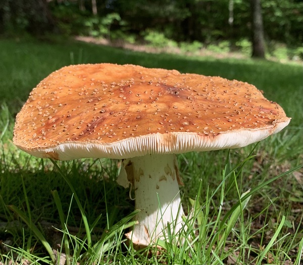 Mushroom  by Scott Pientka