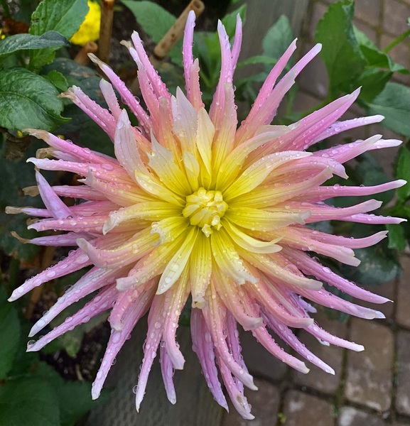 Pink Flower IMG 4484 by Scott Pientka