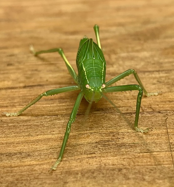 Green Bug IMG 6797 Digital Download
